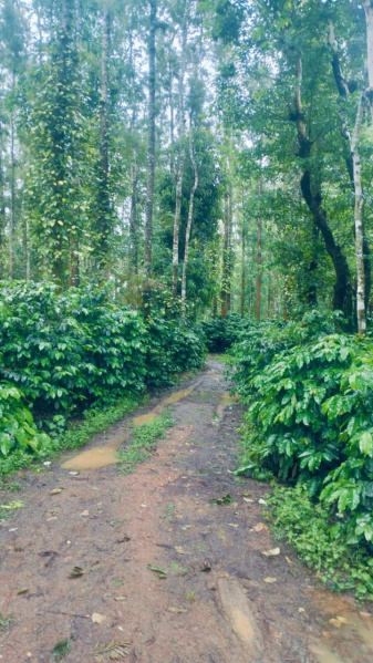  Agricultural Land 5 Acre for Sale in Koduvalli, Chikmagalur