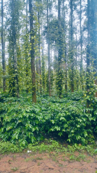  Agricultural Land 5 Acre for Sale in Koduvalli, Chikmagalur