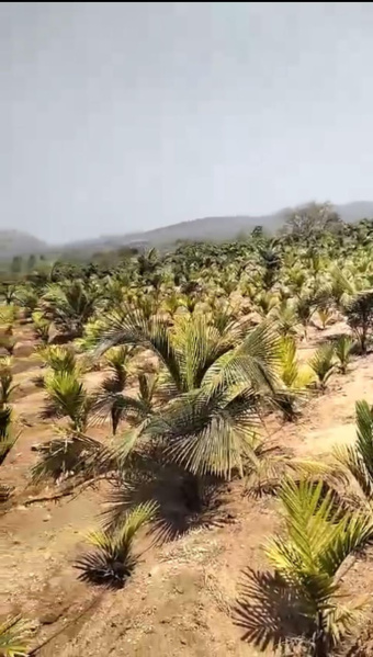  Agricultural Land 3 Acre for Sale in Ramanagara, Bangalore