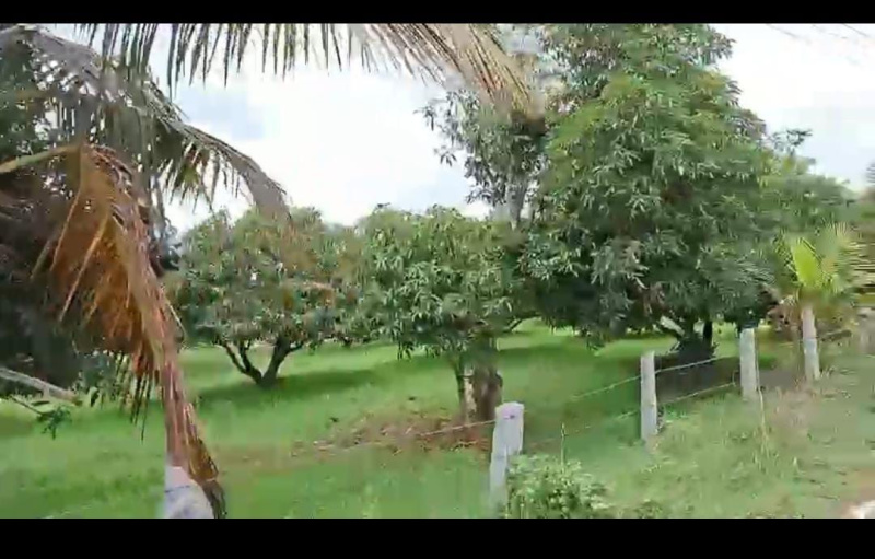  Agricultural Land 3 Acre for Sale in Channapatna, Bangalore