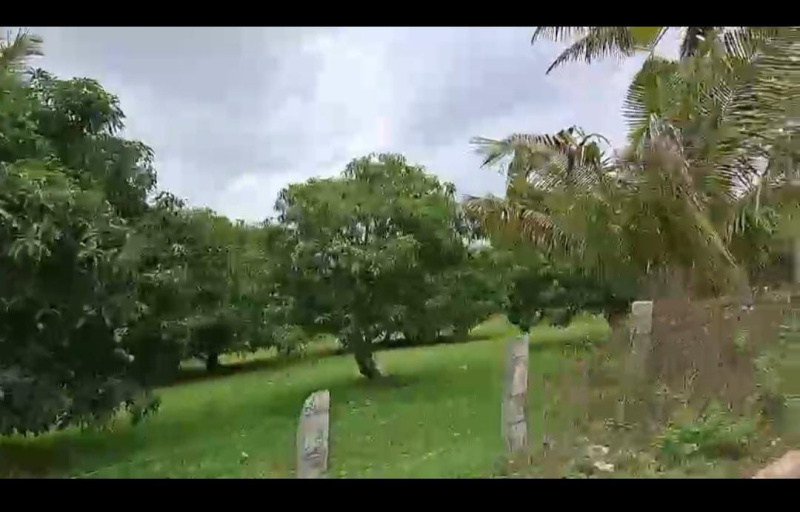  Agricultural Land 3 Acre for Sale in Channapatna, Bangalore