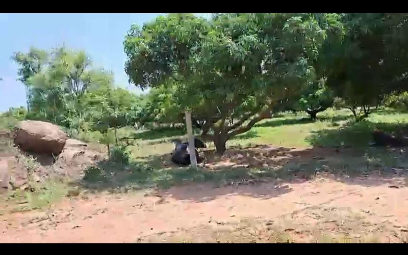  Agricultural Land 3 Acre for Sale in Kanakapura, Bangalore
