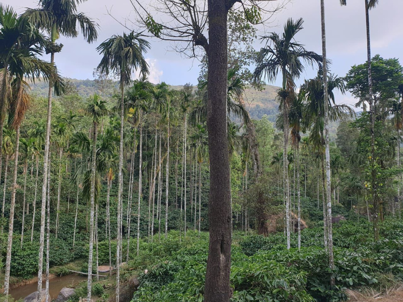  Agricultural Land 7 Acre for Sale in KM Road, Chikmagalur