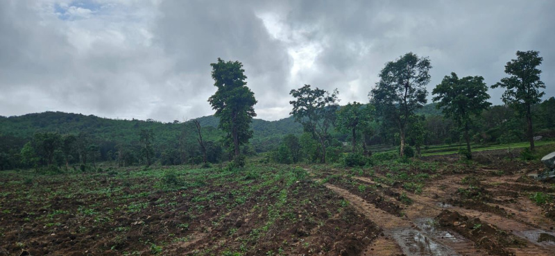  Agricultural Land 12 Acre for Sale in Belur Hassan
