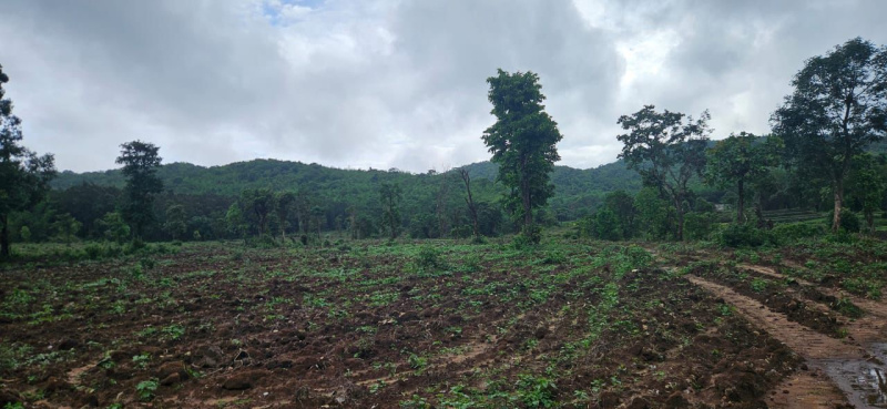  Agricultural Land 12 Acre for Sale in Belur Hassan