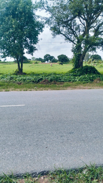  Agricultural Land 26 Guntha for Sale in Koduvalli, Chikmagalur