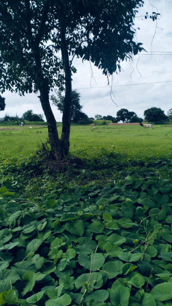  Agricultural Land 26 Guntha for Sale in Koduvalli, Chikmagalur