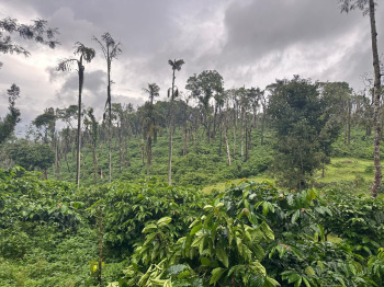  Agricultural Land for Sale in Mullayanagiri, Chikmagalur