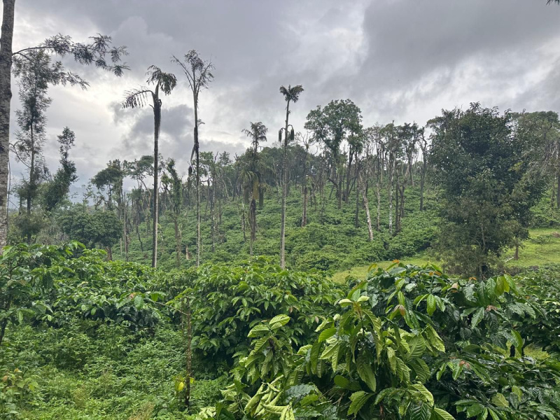  Agricultural Land 80 Acre for Sale in Mullayanagiri, Chikmagalur