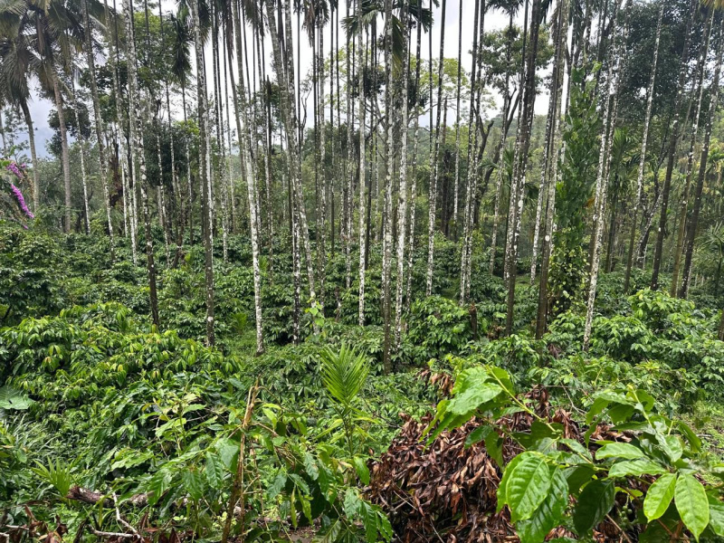  Agricultural Land 80 Acre for Sale in Mullayanagiri, Chikmagalur