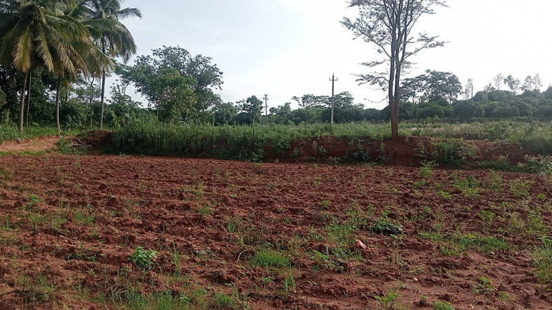  Agricultural Land 11 Acre for Sale in Ramanagara, Bangalore