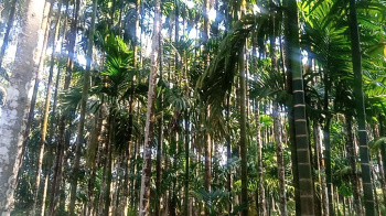  Agricultural Land for Sale in Kundapura, Udupi