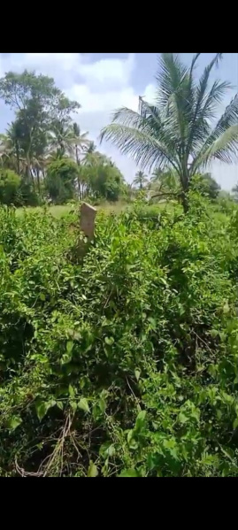  Agricultural Land 13 Acre for Sale in Ramanagara, Bangalore