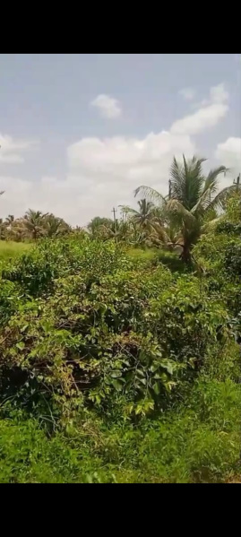  Agricultural Land 13 Acre for Sale in Ramanagara, Bangalore