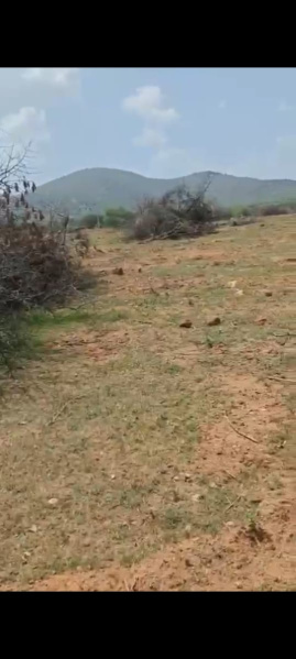  Agricultural Land 13 Acre for Sale in Hanuma Reddy Layout, Bangalore