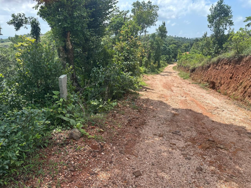  Agricultural Land 4 Acre for Sale in Mudigere, Chikmagalur