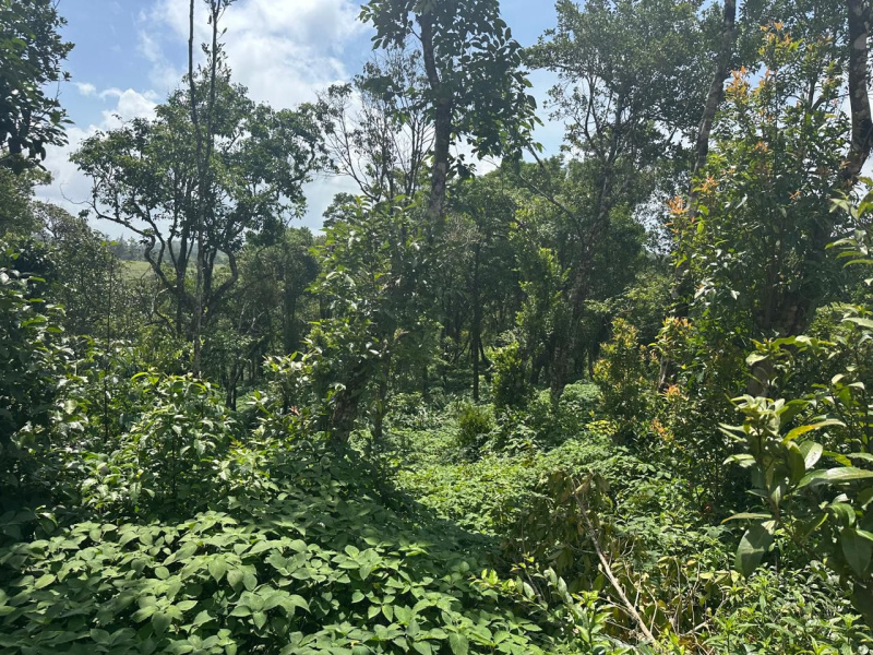  Agricultural Land 4 Acre for Sale in Mudigere, Chikmagalur