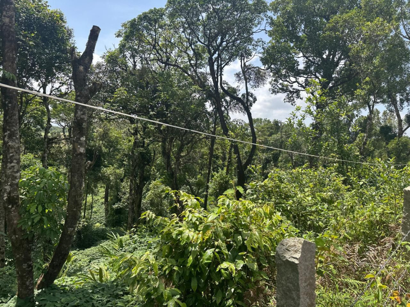  Agricultural Land 4 Acre for Sale in Mudigere, Chikmagalur