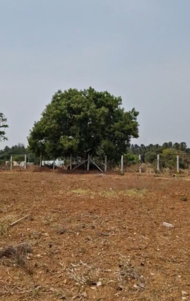  Agricultural Land 11 Guntha for Sale in Doddaballapur, Bangalore