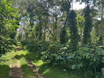  Agricultural Land for Sale in Mudigere, Chikmagalur