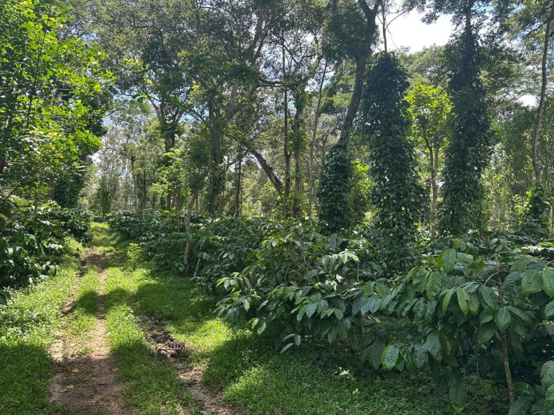  Agricultural Land 1 Acre for Sale in Mudigere, Chikmagalur