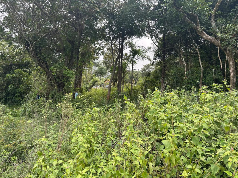  Agricultural Land 1 Acre for Sale in Mudigere, Chikmagalur