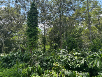 Agricultural Land for Sale in Belur Hassan