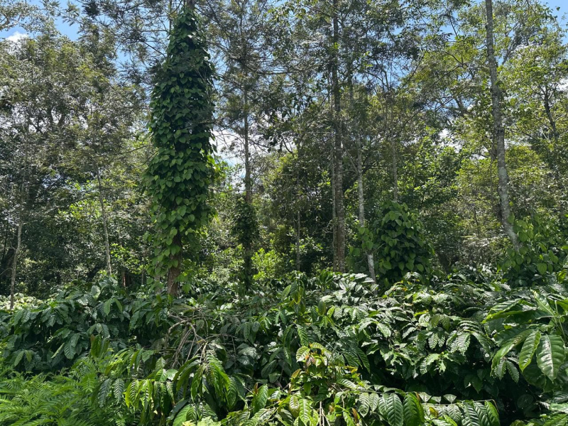  Agricultural Land 12 Acre for Sale in Belur Hassan
