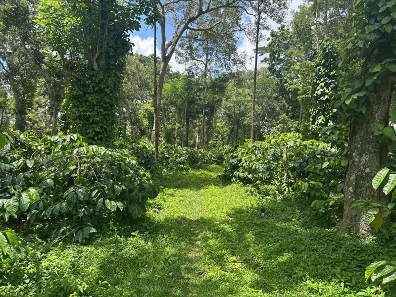  Agricultural Land 12 Acre for Sale in Belur Hassan
