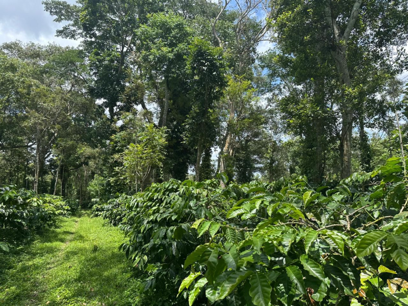  Agricultural Land 12 Acre for Sale in Belur Hassan