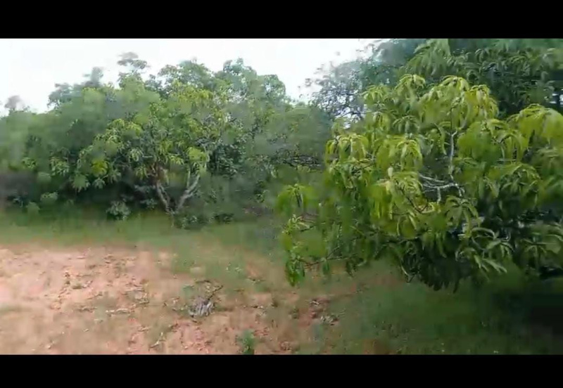  Agricultural Land 3 Acre for Sale in Ramanagara, Bangalore