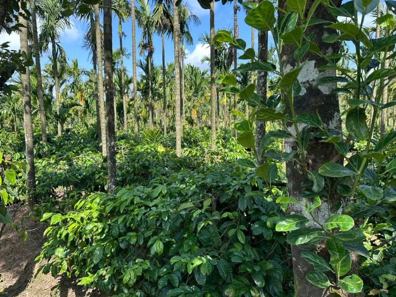  Agricultural Land 1 Acre for Sale in Mudigere, Chikmagalur