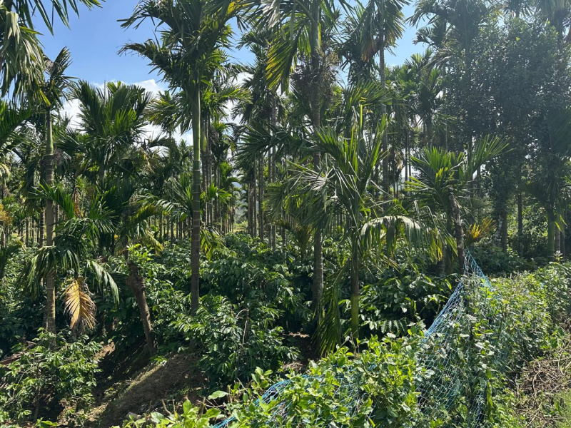  Agricultural Land 1 Acre for Sale in Mudigere, Chikmagalur