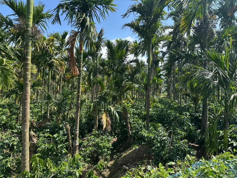 Agricultural Land 1 Acre for Sale in Mudigere, Chikmagalur