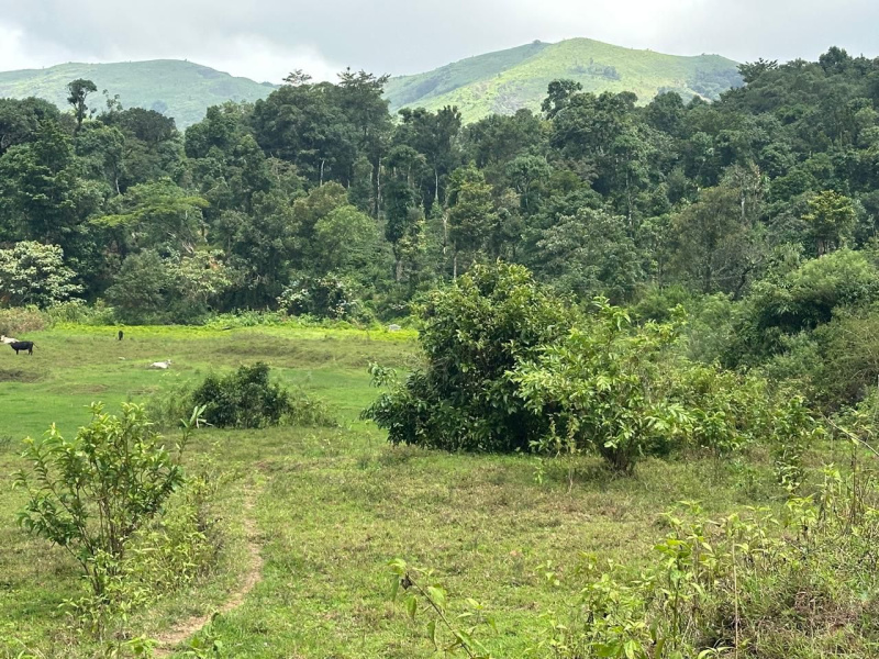  Agricultural Land 34 Guntha for Sale in Mudigere, Chikmagalur