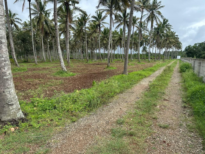  Agricultural Land 4 Acre for Sale in Alur, Hassan