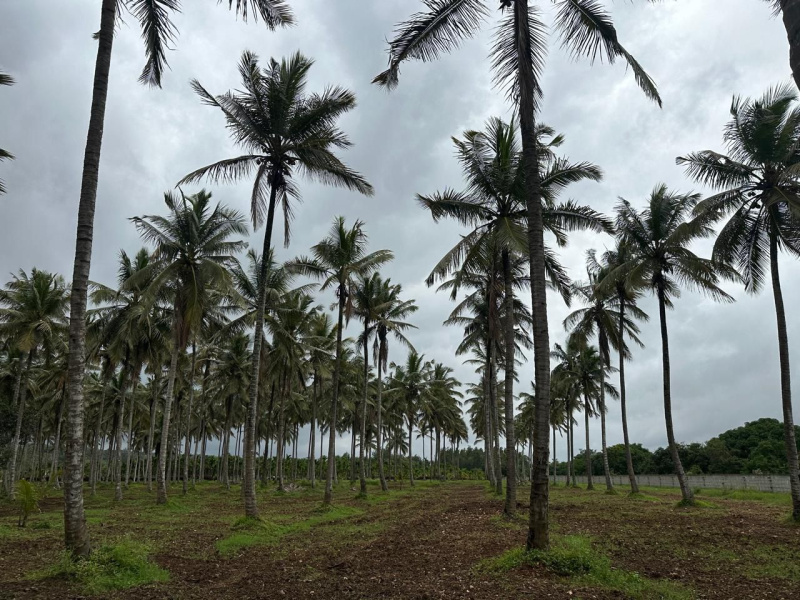  Agricultural Land 4 Acre for Sale in Alur, Hassan