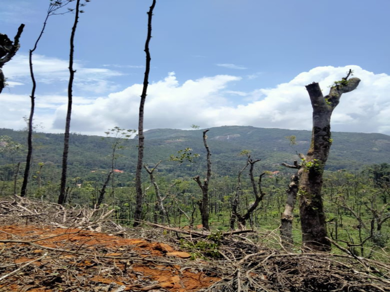  Agricultural Land 18 Acre for Sale in Mudigere, Chikmagalur