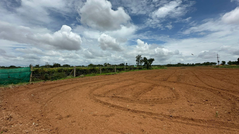  Agricultural Land 63504 Sq.ft. for Sale in Doddaballapur, Bangalore