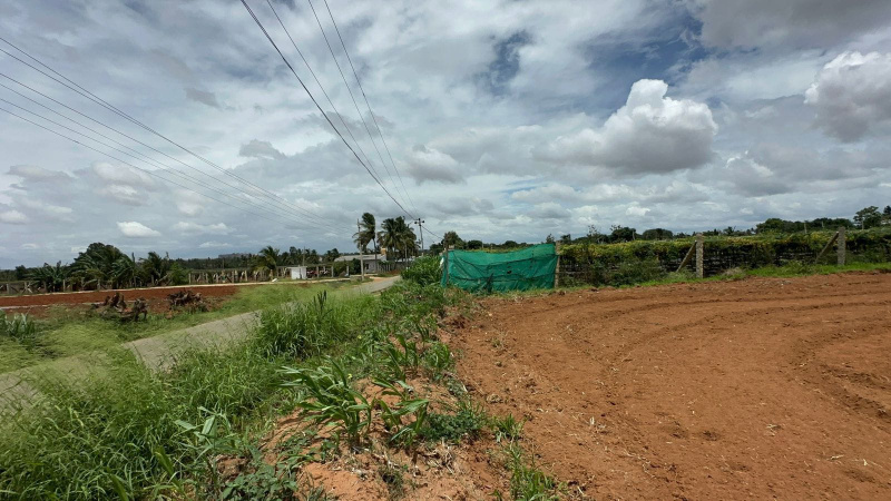  Agricultural Land 63504 Sq.ft. for Sale in Doddaballapur, Bangalore