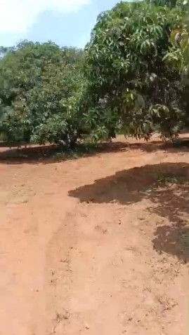  Agricultural Land 1 Acre for Sale in Channapatna, Bangalore