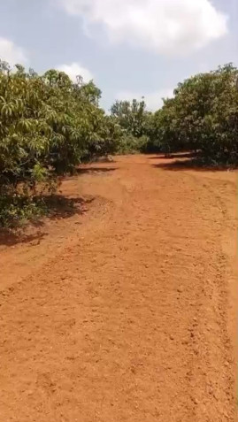  Agricultural Land 1 Acre for Sale in Channapatna, Bangalore