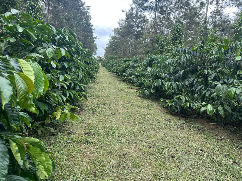  Agricultural Land 13 Acre for Sale in Mudigere, Chikmagalur