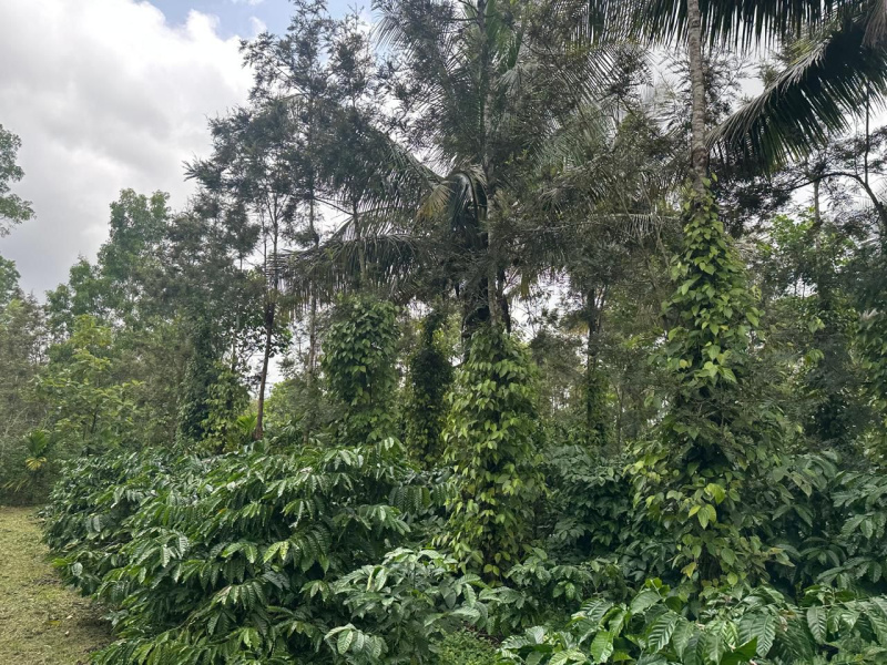  Agricultural Land 13 Acre for Sale in Mudigere, Chikmagalur