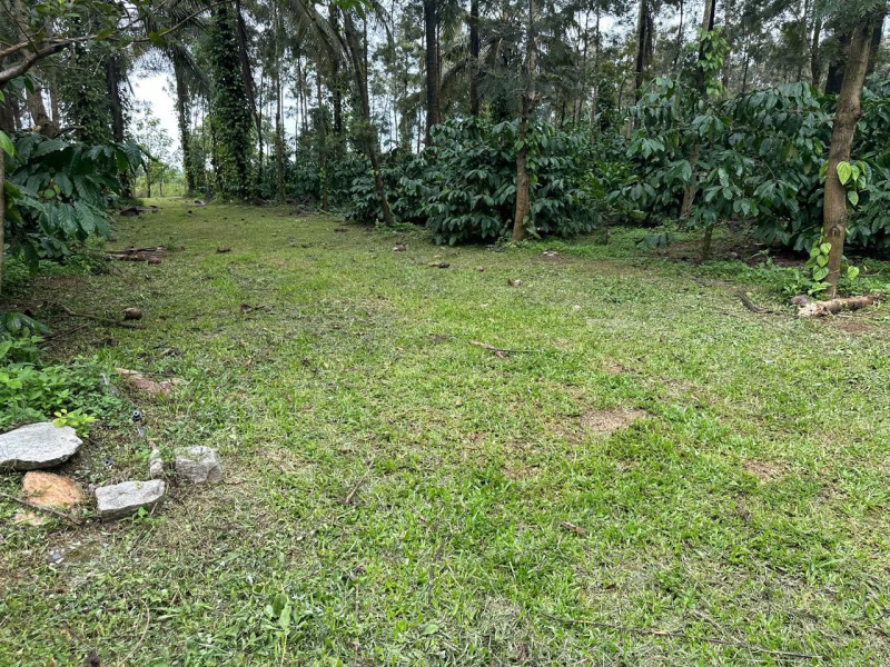  Agricultural Land 13 Acre for Sale in Mudigere, Chikmagalur