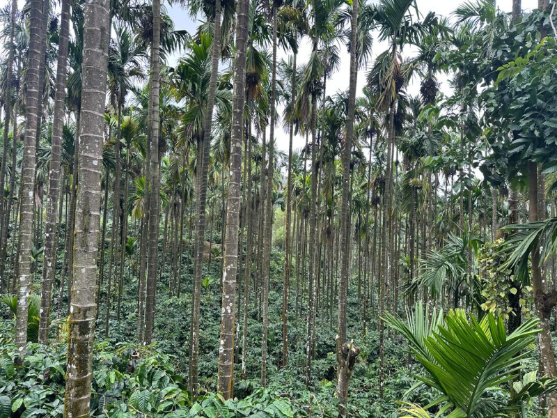  Agricultural Land 16 Acre for Sale in Koppa, Chikmagalur