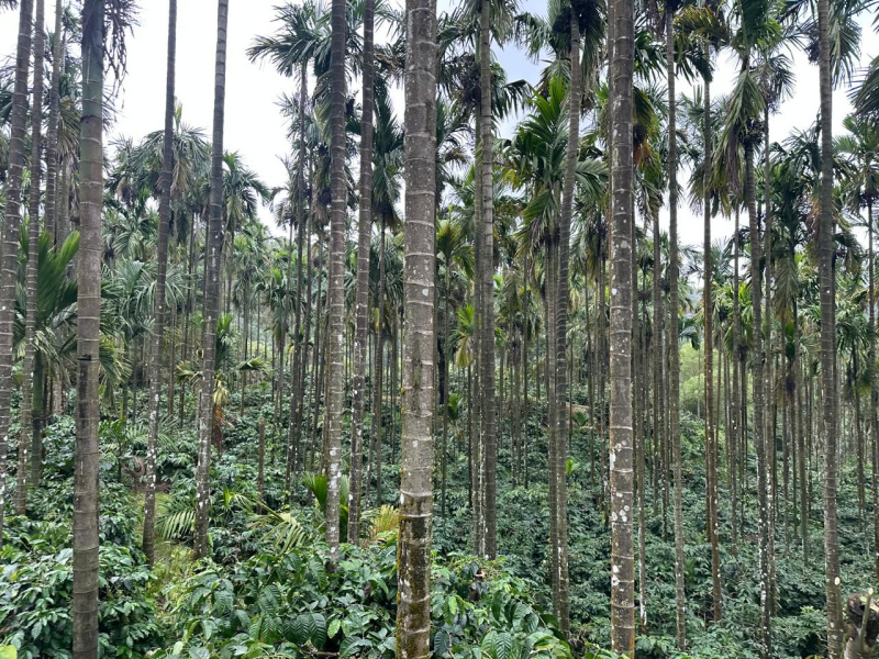  Agricultural Land 16 Acre for Sale in Koppa, Chikmagalur