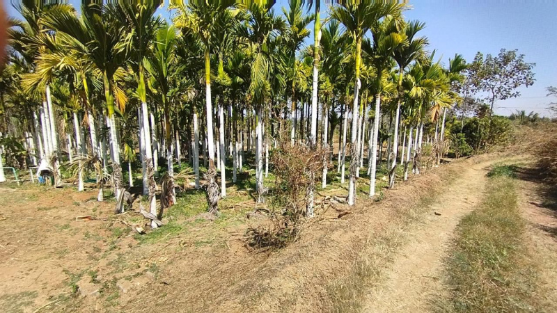  Agricultural Land 2 Acre for Sale in Nelamangala, Bangalore