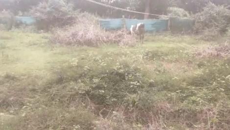  Agricultural Land 1500 Sq.ft. for Sale in B N Road, Mysore