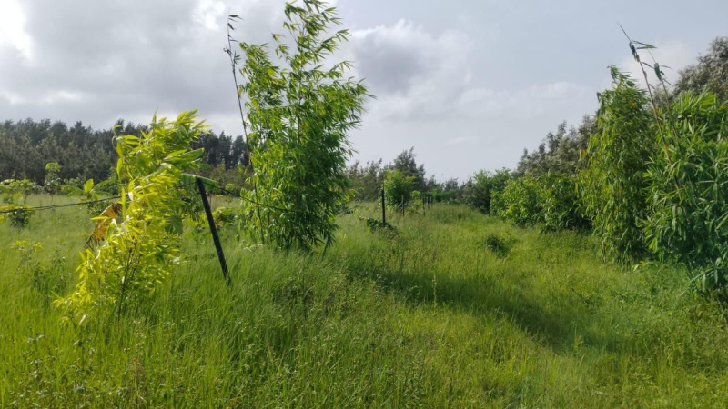  Agricultural Land 5 Acre for Sale in Belur Hassan